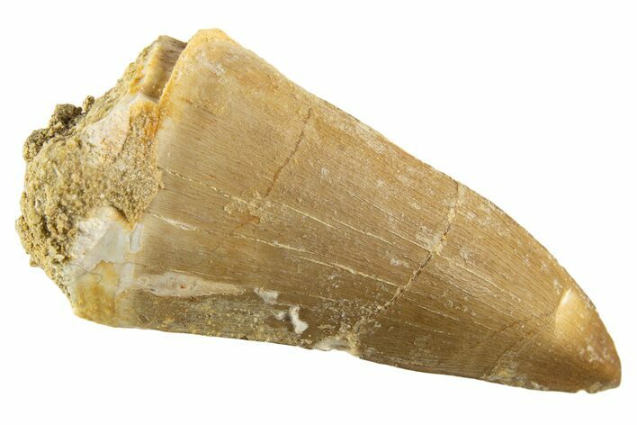 Fossil Mosasaur (Mosasaurus) Tooth - Morocco #332941